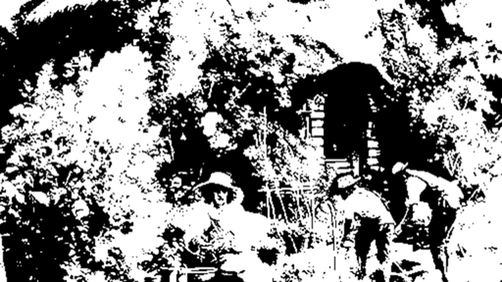 ਪੱਖੇ ਵਾਲੀ ਚਿੜੀ